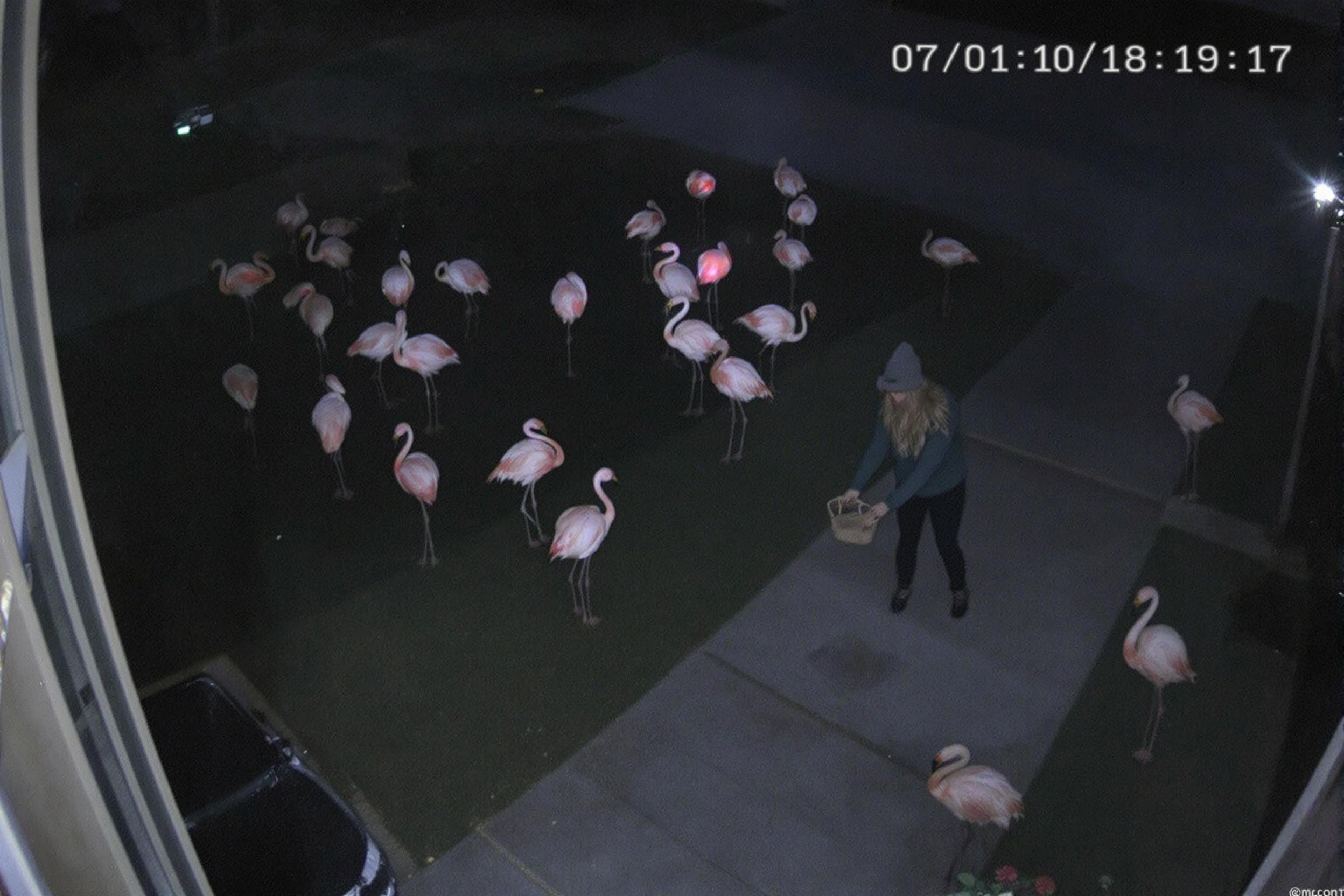 Flamin-Go! Woman Caught on CCTV Stealing 17 Lawn Flamingos in Midnight Raid